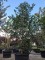 Afbeelding Amerikaanse hulst - Ilex 'Nellie R. Stevens'