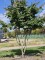 Afbeelding Perzisch IJzerhout - Parrotia persica