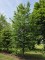Afbeelding HAAGBEUK als ruige karakterboom - Carpinus betulus