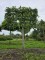 Afbeelding Krimlinde - Tilia x europaea 'Euchlora'