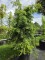 Afbeelding Canadese Hemlockspar - Tsuga canadensis