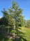 Afbeelding Walnoot met ingebouwd insectenhotel - Juglans regia