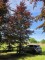 Afbeelding Rode beuk - Fagus sylvatica 'Atropunicea'