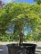 Afbeelding Japanse esdoorn - Acer palmatum 'Dissectum'