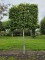 Afbeelding haagbeuk met volwassen leischerm - Carpinus betulus
