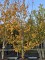 Afbeelding Perzisch IJzerhout - Parrotia persica 'Vanessa'
