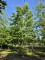 Afbeelding Groene Beuk - Fagus sylvatica