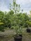 Afbeelding Libanese wilde appel - Malus Trilobata