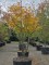 Afbeelding Valse Christusdoorn 'Rubylace' - Gleditsia triacanthos 'Rubylace'