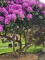 Afbeelding paarse rhododendron - Rhododendron Roseum Elegans