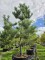 Afbeelding Oostenrijkse den - Pinus nigra 'Nigra'