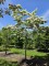 Afbeelding Japanse Grootbloemige Kornoelje - Cornus nuttallii (Venus)