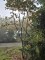Afbeelding Krentenboompje - Amelanchier lamarckii