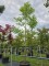 Afbeelding Doodsbeenderenboom - Gymnocladus dioica