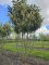 Afbeelding Laurierkers 'Caucasica' - Prunus laur. Caucasica