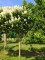 Afbeelding Canadese seringenboom - Syringa x josiflexa 'Agnes Smith'