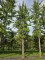 Afbeelding Tempelboom of Eendenpootboom - Ginkgo biloba