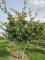 Afbeelding Perzisch ijzerhout - Parrotia persica