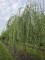Afbeelding Treurwilg - Salix x sepulcralis 'Chrysocoma'