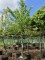 Afbeelding Mongoolse Lindeboom - Tilia mongolica 'Buda'