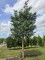 Afbeelding Grove Den, Vliegden - pinus sylvestris 'Glauca'
