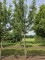Afbeelding Goudreinet - Malus domestica 'Rode Boskoop'