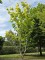 Afbeelding Geelbladige Noorse esdoorn - Acer platanoides 'Princeton Gold'