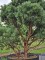Afbeelding Dwerg Den - Pinus sylvestris 'Watereri'