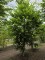 Afbeelding Haagbeuk speelboom struikboom klimboom - Carpinus betulus