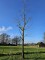 Afbeelding Tulpenboom - Liriodendron tulipifera