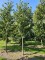 Afbeelding Kers 'Regina' - Prunus avium 'Regina'