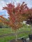 Afbeelding Japanse Esdoorn - Acer palmatum