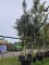Afbeelding Amerikaanse hulst - Ilex 'Nellie R. Stevens'