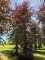 Afbeelding Rode beuk als solitair - Fagus sylvatica 'Atropunicea'