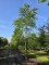 Afbeelding Groene Beuk - Fagus sylvatica