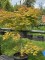 Afbeelding Japanse Goud Esdoorn - Acer shirasawanum 'Autumn Moon'