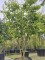 Afbeelding Haagbeukbladige esdoorn - Acer carpinifolum