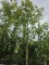Afbeelding kastanjeboom met rode herfstkleur - Aesculus x Arnoldiana 'Autumn Splendor'