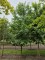 Afbeelding Amberboom - Liquidambar styraciflua