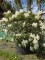 Afbeelding Rododendron met wit-roze bloei - Rhododendron 'Cunningham's White'