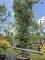 Afbeelding Steeneik - Quercus ilex
