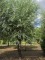 Afbeelding Hollandse knotwilg - Salix Alba