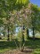 Afbeelding Magnolia Betty - Magnolia 'Betty'