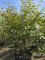 Afbeelding Toverhazelaar met geurende gele bloem - Hamamelis mollis 'Arnold Promise'