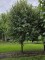Afbeelding Koningslinde - Tilia x europaea 'Pallida'