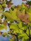 Afbeelding Chinese Amberboom - Liquidambar formosa 'Ellen'