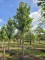 Afbeelding Japanse sierkers - Prunus 'Sunset Boulevard'
