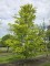Afbeelding Zuilbeuk - Fagus sylvatica 'Rohan Gold'