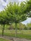 Afbeelding Inheemse haagbeuk als dakboom - Carpinus betulus