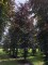 Afbeelding Rode beuk - Fagus sylvatica 'Atropunicea'